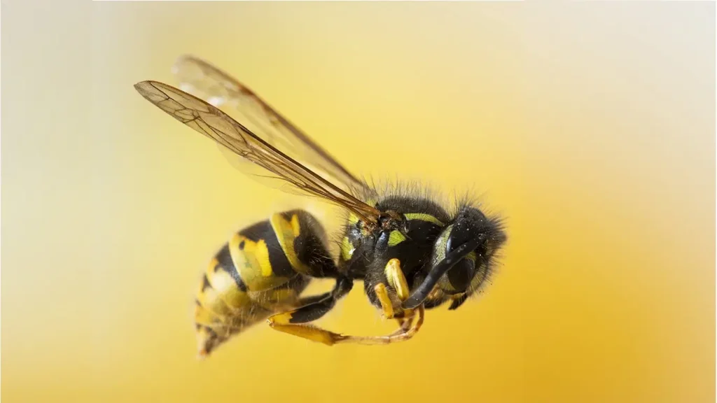 اسید فرمیک در زنبورداری