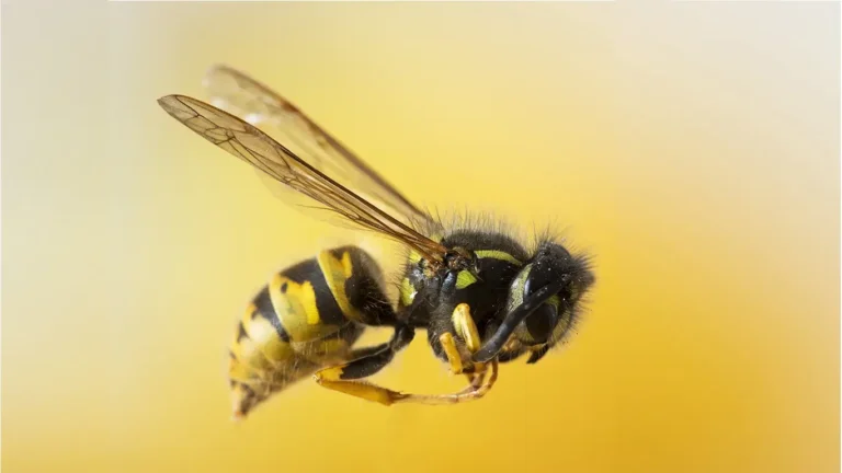 اسید فرمیک در زنبورداری